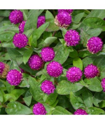 606T/36 GOMPHRENA PING PONG PURPLE