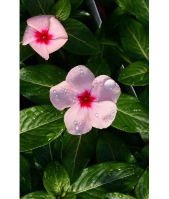606T/36 VINCA BLOCKBUSTER APRICOT