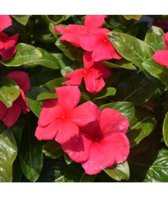 606T/36 VINCA BLOCKBUSTER PUNCH