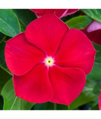 606T/36 VINCA BLOCKBUSTER RED/EYE