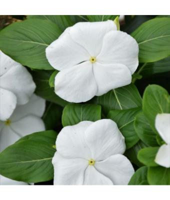 606T/36 VINCA BLOCKBUSTER WHITE
