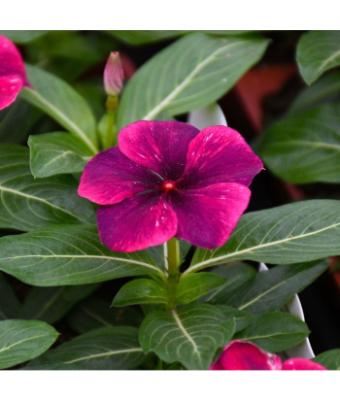 606T/36 VINCA TATTOO BLACK CHERRY