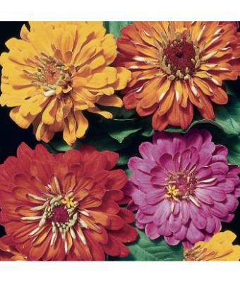 606T/36 ZINNIA STATE FAIR