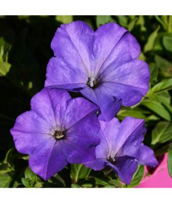 306T/18 PETUNIA EASY WAVE SKY BLUE E3