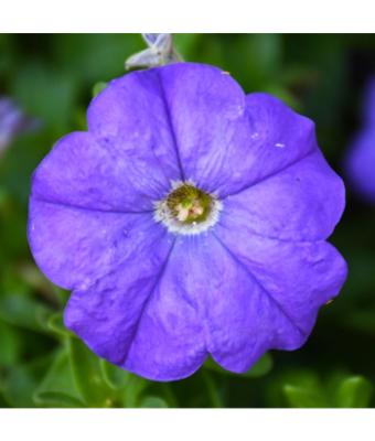 306T/18 PETUNIA EASY WAVE BLUE E3