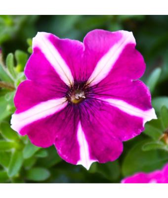 306T/18 PETUNIA EASY WAVE BURGUNDY STAR