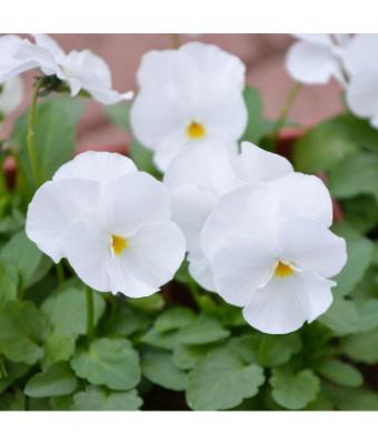 306T/18 VIOLA WHITE