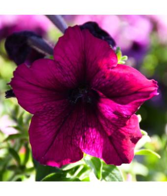306T/18 PETUNIA EASY WAVE BURGUNDY VELOUR