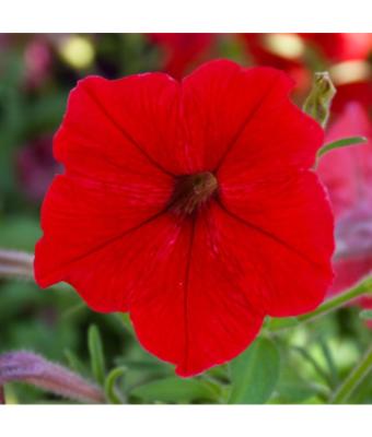 306T/18 PETUNIA EASY WAVE RED E3