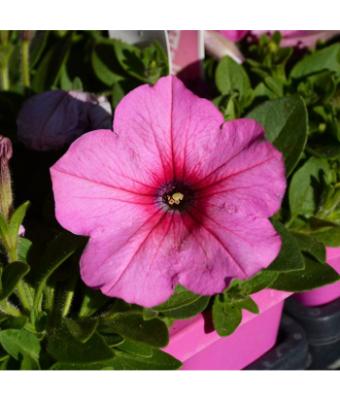306T/18 PETUNIA EASY WAVE PINK COSMOS E3
