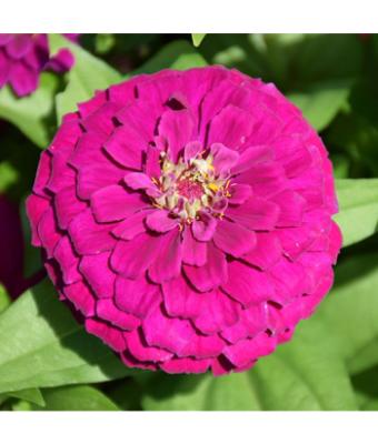 306T/18 ZINNIA ZESTY PURPLE