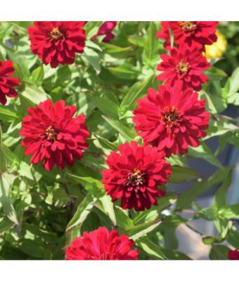 306T/18 ZINNIA ZYDECO CHERRY