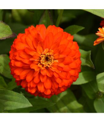 306T/18 ZINNIA ZYDECO FIRE