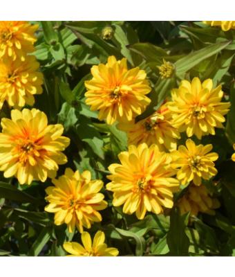 306T/18 ZINNIA ZYDECO DEEP YELLOW