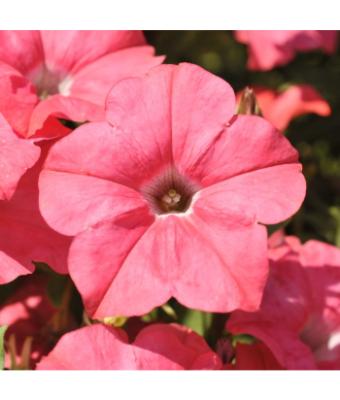 306T/18 PETUNIA EASY WAVE CORAL E3