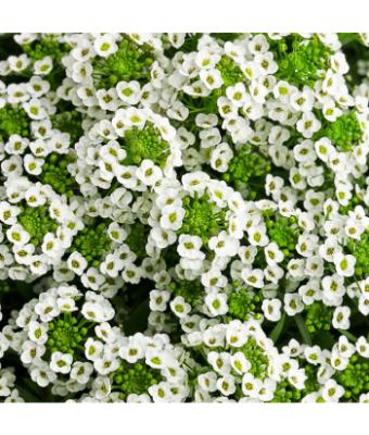 306T/18 ALYSSUM WHITE