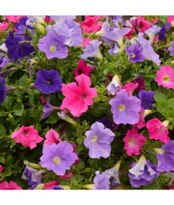 306T/18 PETUNIA EASY WAVE VIBRANT MIX