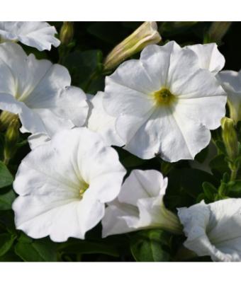 306T/18 PETUNIA EASY WAVE WHITE E3