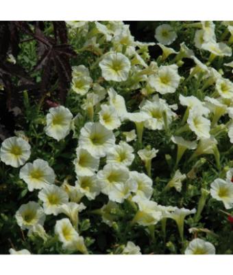 306T/18 PETUNIA EASY WAVE YELLOW E3