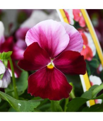 306T/18 VIOLA COLORMAX BEACON ROSE