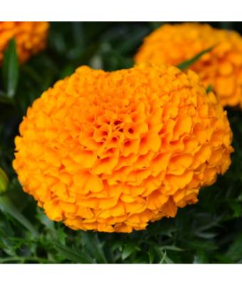 306T/18 MARIGOLD ANTIGUA ORANGE