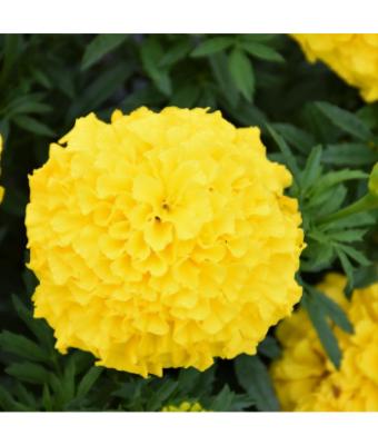 306T/18 MARIGOLD ANTIGUA YELLOW