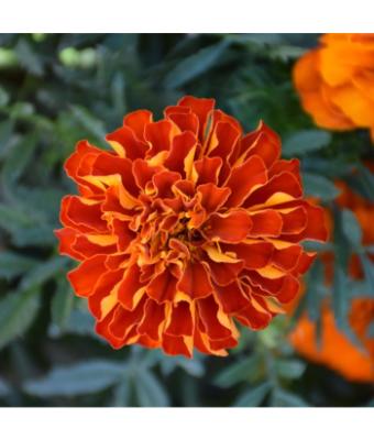 306T/18 MARIGOLD DURANGO RED