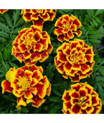 306T/18 MARIGOLD DURANGO BEE