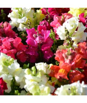 306T/18 SNAPDRAGON DWARF MIX