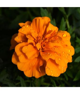 306T/18 MARIGOLD ENDURANCE ORANGE