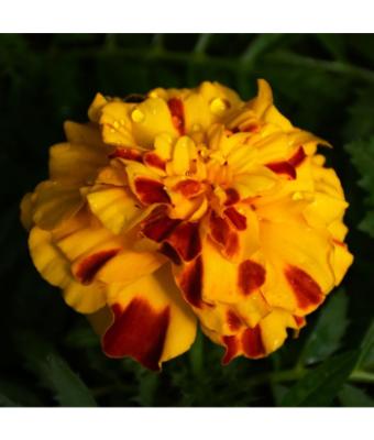 306T/18 MARIGOLD ENDURANCE SUNSET GOLD