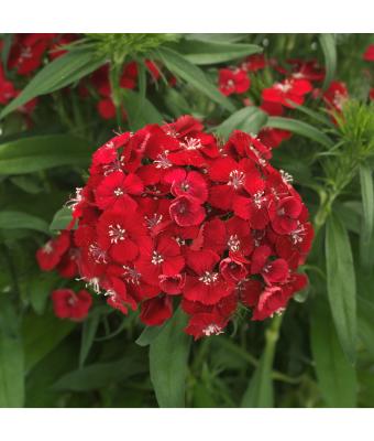 306T/18 DIANTHUS DART SCARLET