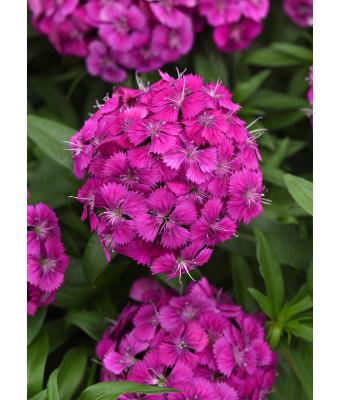 306T/18 DIANTHUS DART PURPLE