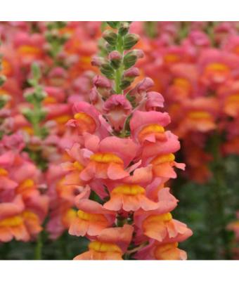 306T/18 SNAPDRAGON DWARF ORANGE