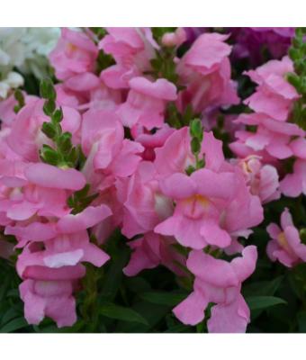 306T/18 SNAPDRAGON DWARF ROSE