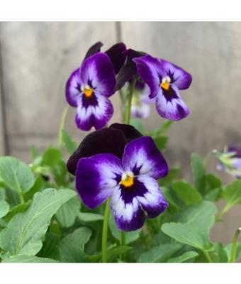 306T/18 VIOLA DENIM JUMP UP