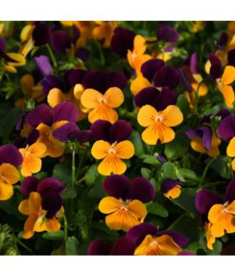 306T/18 VIOLA ORANGE JUMP UP