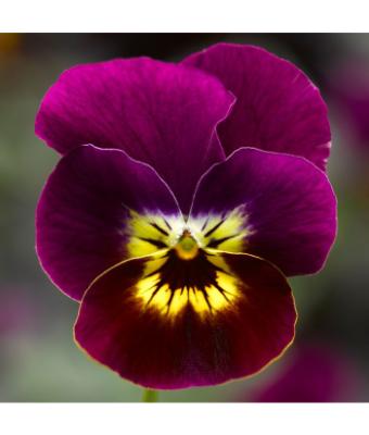 306T/18 VIOLA VIOLET TIGER FACE