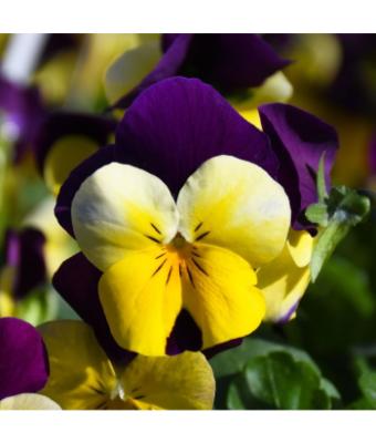 306T/18 VIOLA YELLOW JUMP UP