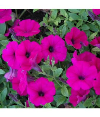 306T/18 PETUNIA WAVE PURPLE