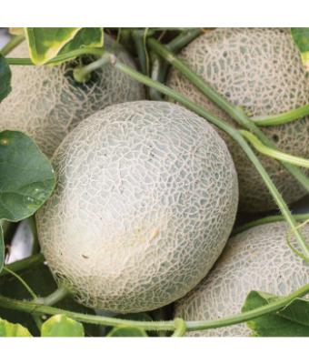 E4.75T/10 CANTALOUPE SUGAR CUBE