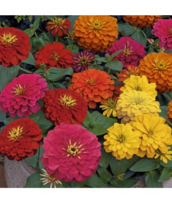 306T/18 ZINNIA MAGELLAN MIX
