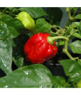 E4.75T/10 PEPPER CAROLINA REAPER