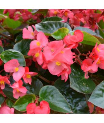 304T/12 BEGONIA VIKING EXPLORER GREEN LEAF ROSE