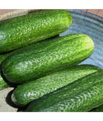 E4.75T/10 CUCUMBER PICKLING