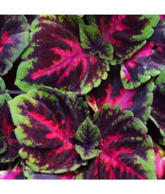 306T/18 COLEUS KONG RED