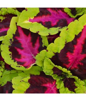 306T/18 COLEUS KONG ROSE