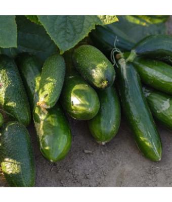 E4.75T/10 CUCUMBER SLICING