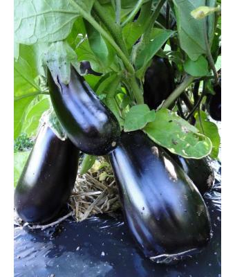 E4.75T/10 EGGPLANT CLASSIC F1