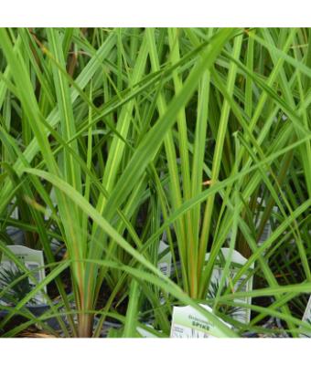 4T/10 SPIKE DRACAENA